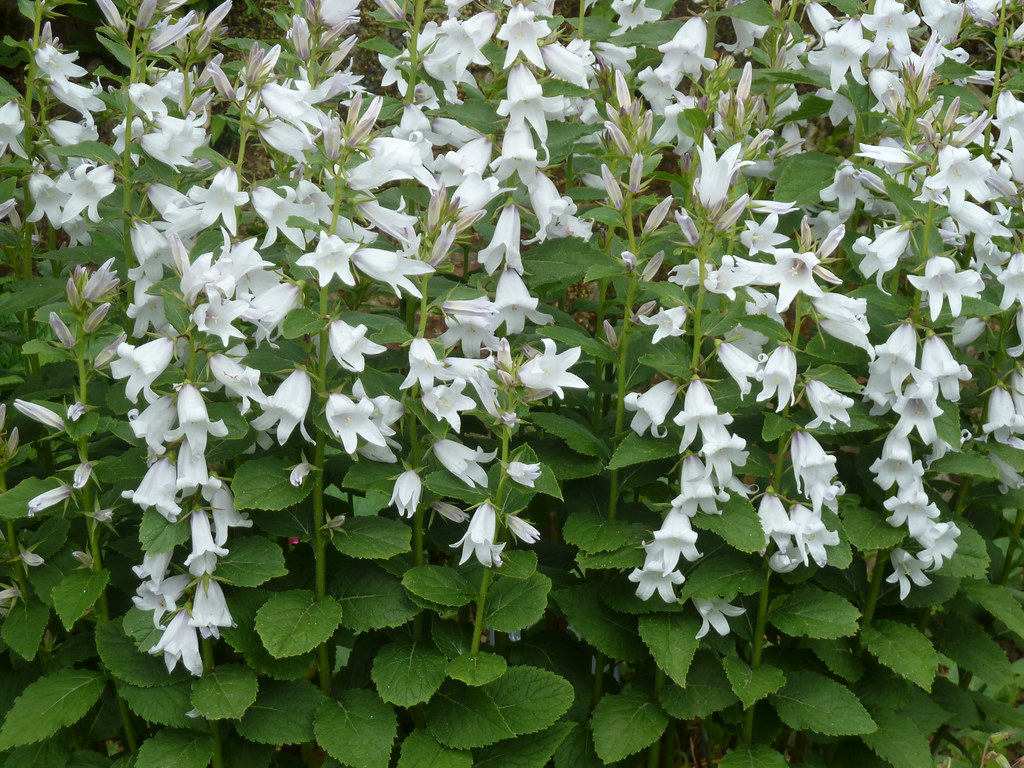 Campanula lactiflora 'Alba'